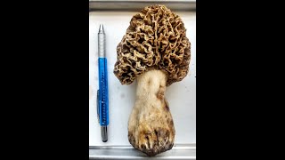 Underwater Morel Mushrooms  Morchella Americana Provo Canyon Provo Utah 2023  Tyler Hacking [upl. by Enajaras]