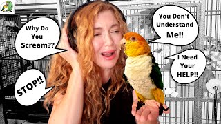 5 Reasons Why Your Parrot Screams  HOW TO MAKE THEM STOP [upl. by Kaine]