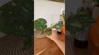 So wachsen eure Pflanzen besser plants zimmerpflanzen growth pflanzen monstera repotting [upl. by Uohk]