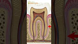 Understanding Root Canal Treatment Causes of Pain and What to Expect [upl. by Knut460]