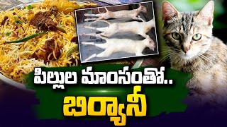 పిల్లుల మాంసంతో బిర్యానీ  Cat Meat Biryani Served In Chennai  Latest News Updates [upl. by Monetta]