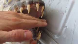 Goliath Tigerfish [upl. by Asiul]