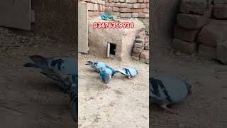 Racer Kabootar  Qasid Kabootar For Sale  Racer Pigeon 2024 [upl. by Aniraad34]