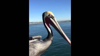 Pelican eats fish in SLOMO [upl. by Llevart]