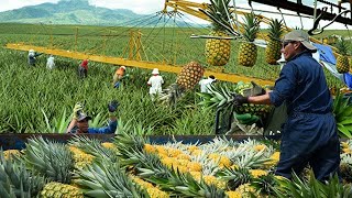 See how This Farmers Harvest Hundreds of Tons of Pineapples Amazing Pineapple Farming Technology [upl. by Bathulda]