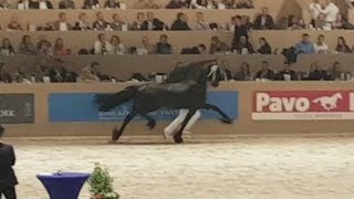 Hessel 480 Hengstenkeuring 2017 Faderpaard Friesian horse [upl. by Vierno]