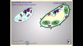 Comparaison cellule animale cellule végétale vidéo finale [upl. by Sayed444]