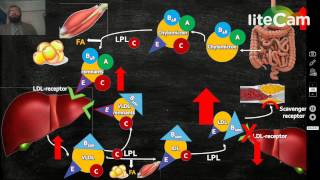 Familial Hypercholesterolemia [upl. by Llehcam882]