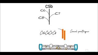 Système du complément  la voie Commune complexe dattaque membranaire immunologie médecine [upl. by Lam541]