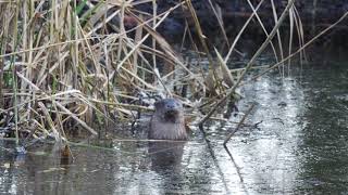 Fischotter im Revier des Buntspechts otters in the woodpeckers territory 4K [upl. by Hanad]