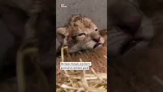 Leeuwenwelpjes geboren in Dierenpark Amersfoort  RTV Utrecht [upl. by Esilahs]