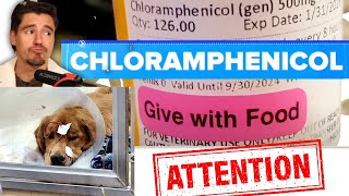 Chloramphenicol and the Mysterious Respiratory Illness in Dogs [upl. by Jeane]