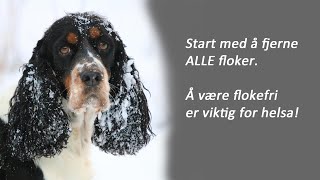 Hverdagsklipp engelsk springer spaniel [upl. by Smaj298]