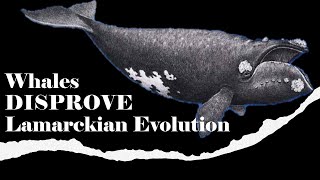 Why Whale Evolution is WEIRD and WONDERFUL [upl. by Ernie]