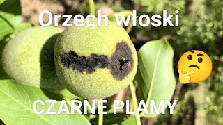 Czarne plamy na orzechu włoskim Czym są [upl. by Foushee]