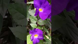 Beautiful Thunbergia Erecta flower bloom purple [upl. by Nitsej]