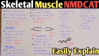 Skeletal Muscle  NMDCAT 2023  Ultrastructure Of Skeletal Muscle [upl. by Ayk]