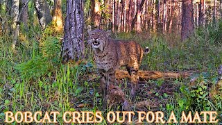 BOBCAT SCREAMING FOR A MATE [upl. by Abeh]