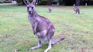 Baby Joey Kangaroo sticks head out of mums pouch [upl. by Ojillib630]