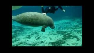 Swim with Manatees Crystal River Florida River Ventures [upl. by Martinelli750]