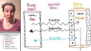 Nephron 4 Mechanisms [upl. by Luy]