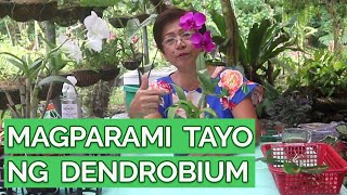 Dendrobium Propagation  Ganito ako magparami ng Dendrobium [upl. by Nolava]