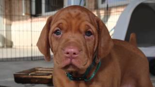 Vizsla Pup  First 8 Weeks [upl. by Oluas]