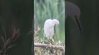 A Little Egret [upl. by Etsyrk3]