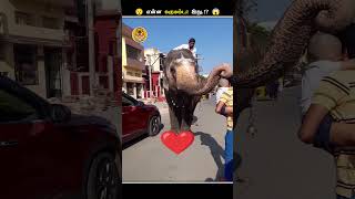 எதனால இப்படி யானைகளோட சாணத்தை சேகரிக்கிறாங்க  Collecting Elephant Dung  Animal Voiceover Tamil [upl. by Aenat722]