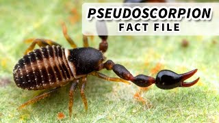 Pseudoscorpion Facts the FALSE Scorpion 🦂 Animal Fact Files [upl. by Alurta]