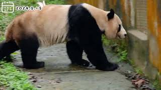 2024313 yang guang giantpanda edinburghzoo [upl. by Derej384]