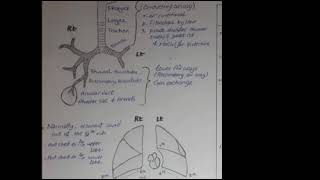 Lecture 4  Medicine respiratory system  Introduction By Dr Khaled Abosuba [upl. by Neelyhtak899]