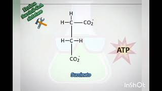 Ciclo de Krebs resumo comunidadequimica química bioquímica science [upl. by Swigart]