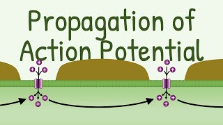 THE ACTION POTENTIAL [upl. by Wendin]