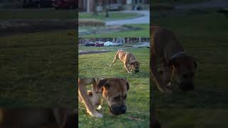 Boerboels Studs Court Female boerboels [upl. by Elleon]