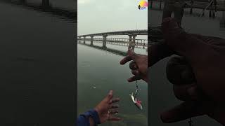 மனிதர்களையே😯 முழுங்கும் மீன்🐟🎣 தமிழ்நாட்டிலா Wallago Attu Fishing [upl. by Elocn62]