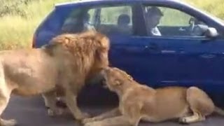 Tourist trapped with Lion roadblock in Kruger National Park Lions lay down in shade of vehicle [upl. by Clarisa]