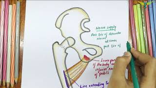 Adductor Brevis  Muscle  Origin  Insertion  Nerve supply  Action [upl. by Suinotna408]