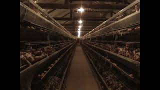 Marijan Molnar Farm of egg laying hens 2002 [upl. by Aicitel]