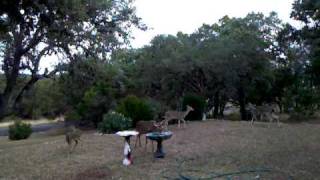 Dog chases Deer funny [upl. by Devonna]