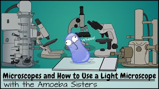 Microscopes and How to Use a Light Microscope [upl. by Pellikka]