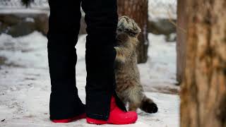 Pallass cat are happy to see a keeper who brought her a tasty meal [upl. by Milks571]