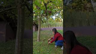 Apple tree so beautiful shortvideo apple shortvideo nature ytshorts viralvideo [upl. by Ileek516]