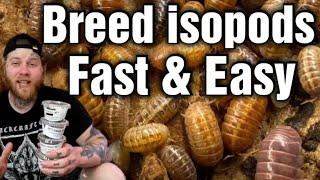 The Best Way To Breed Isopods Beginners Guide [upl. by Murtha]