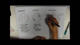 Mitosis Anaphase Telophase and Cytokinesis [upl. by Willard]