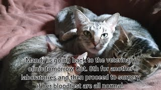 CAT MANDYS VET VISIT Tomorrow is the DAY for Laparotomy Surgery [upl. by Haiasi]