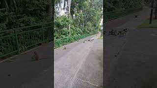 Group of Amazing and Cute Monkey Having Fun shortvideo nature Monkey wildlife primate simians [upl. by Coats]