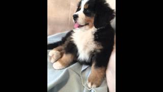 Sleepy Bernese Mountain Dog Puppy [upl. by Nalyorf]