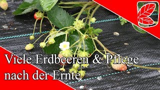 Viel Erdbeeren amp Pflege nach Ernte [upl. by Ellicec]