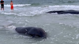 RARE Manatee sighting on the shore of Treasure Island Beach INSANE EXPERIENCE  WooGlobe [upl. by Acinoryt945]